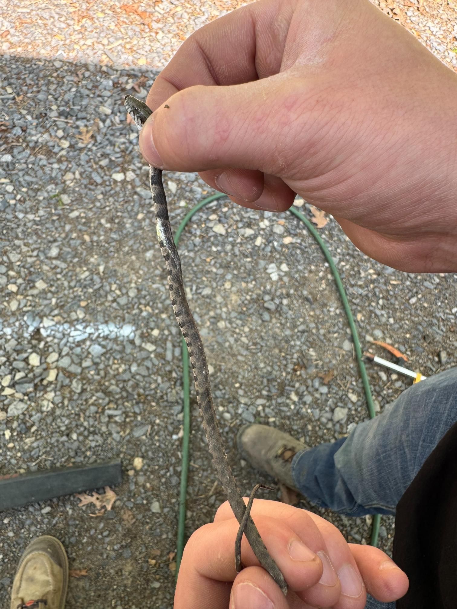 Person holding a long, thin, dark object, possibly a wire, outdoors near a green hose and gravel.