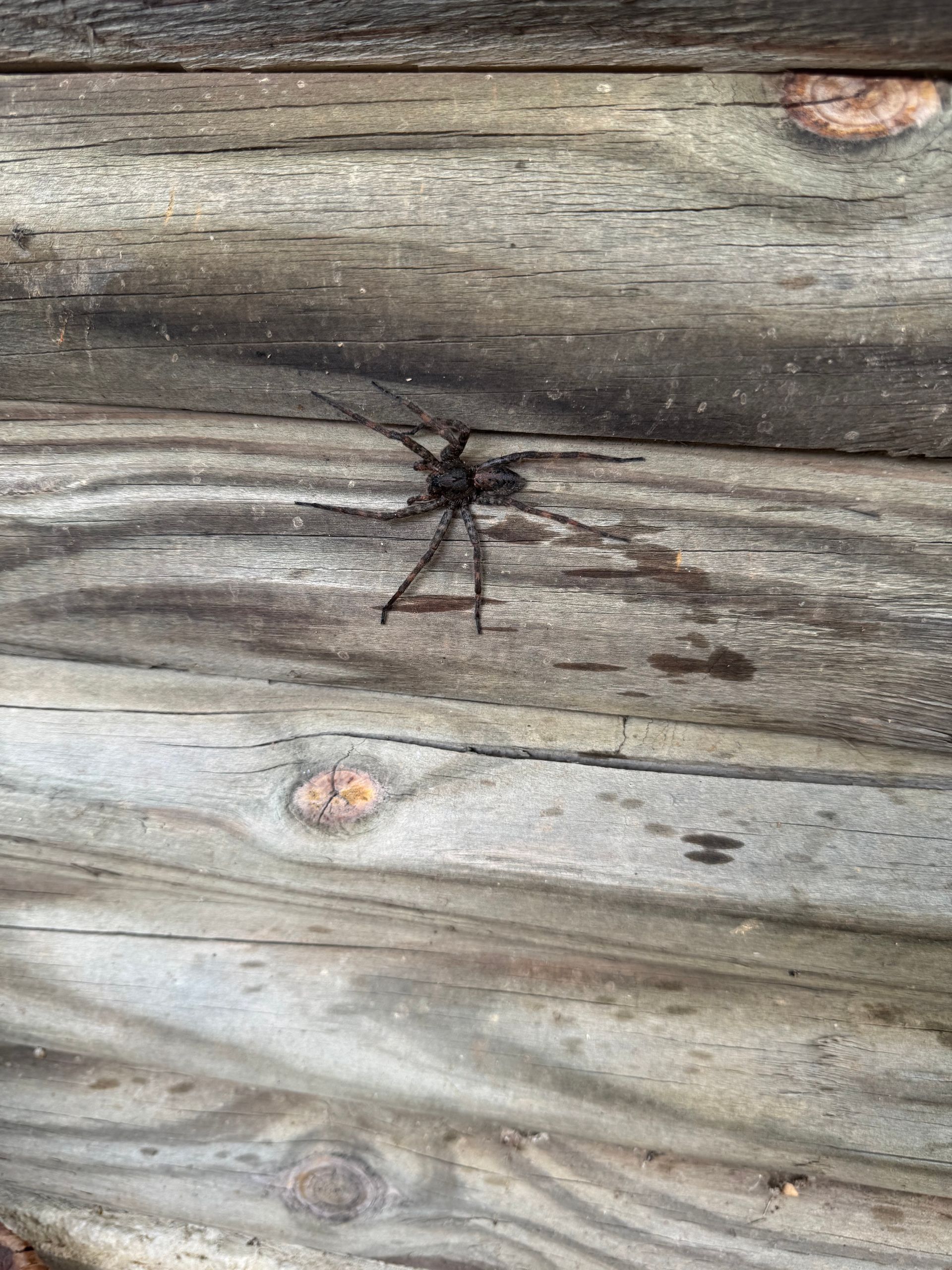 Spider on weathered wooden planks.