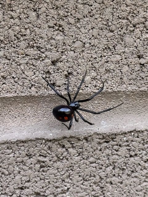 Black widow spider with red hourglass marking on a textured wall ledge