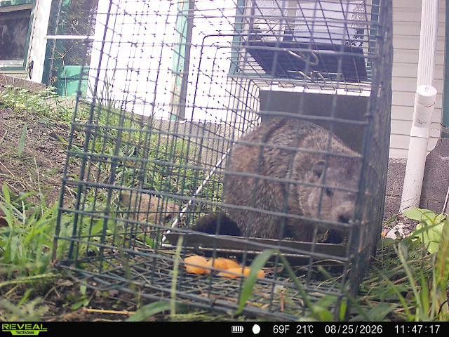 Raccoon in a wire trap cage beside a house, near a green plastic container.