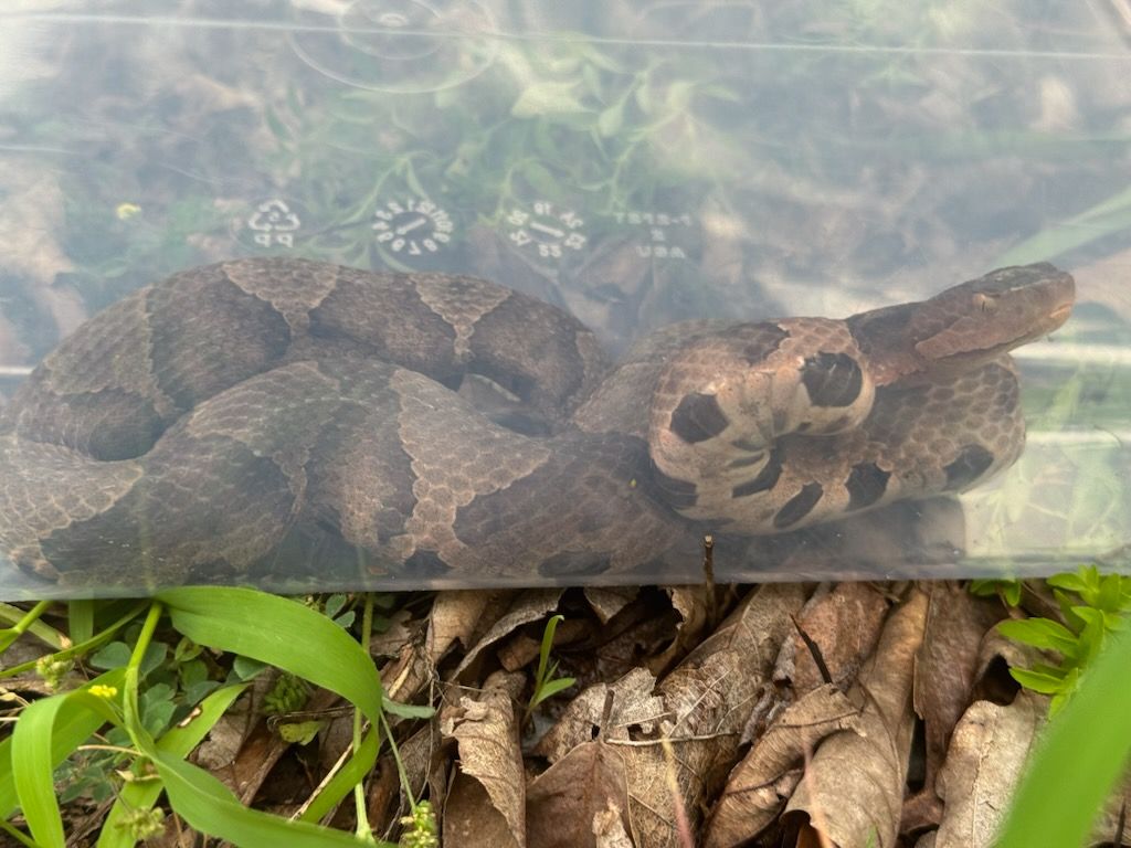 Coiled brown snake resting in a clear plastic enclosure over wood chips and grass