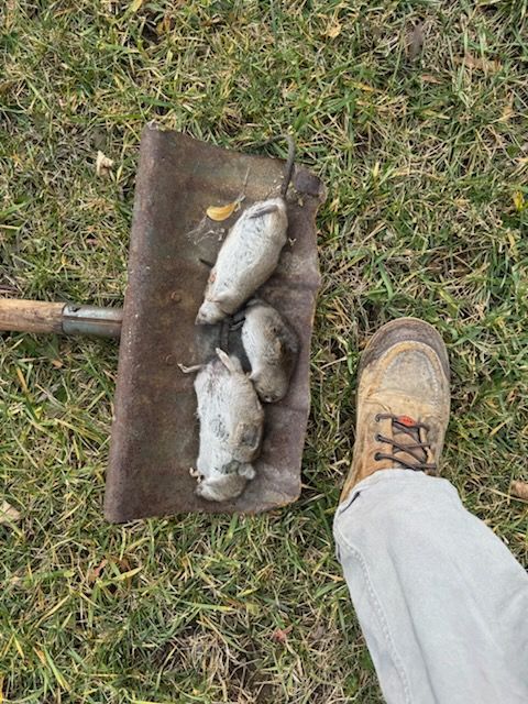 Four dead, gray rodents on a shovel blade next to a person's leg and boot on grass.