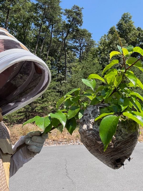Beekeeper in protective gear holds a wasp nest with green leaves in a sunny outdoor setting.