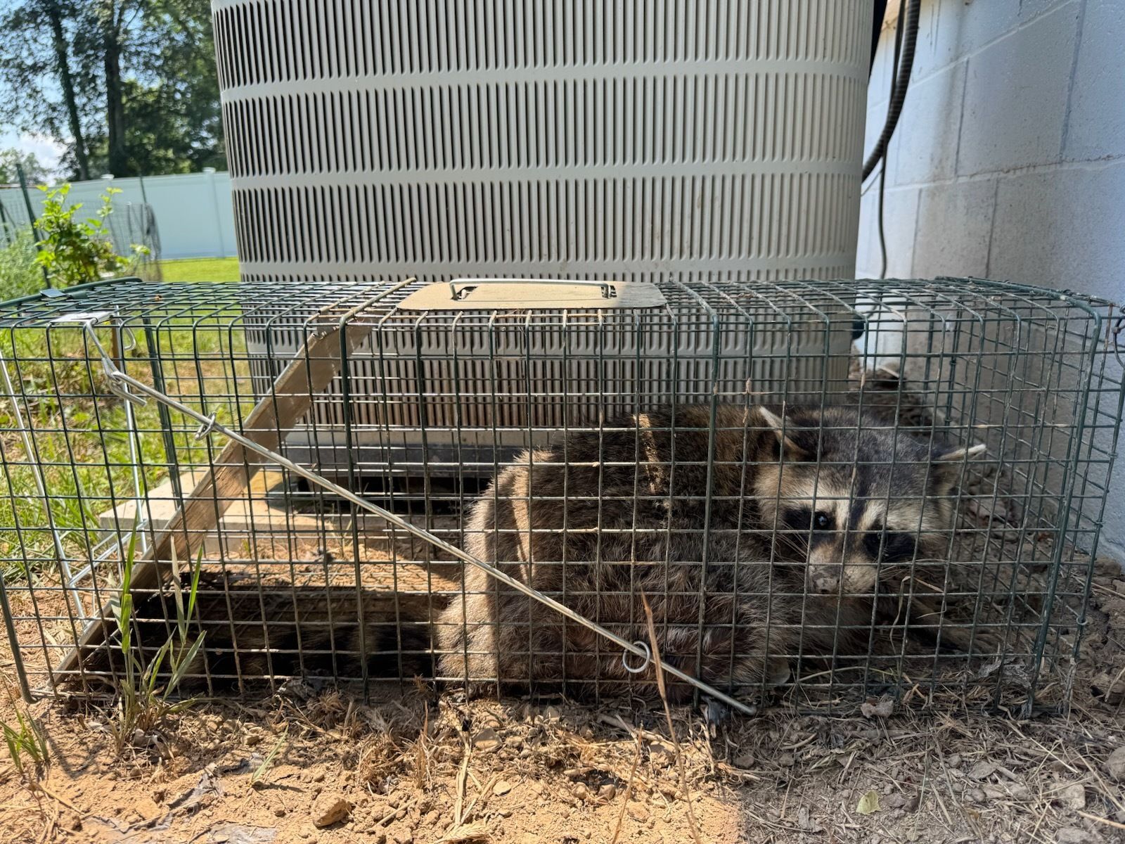 Two raccoons trapped in a metal cage near an air conditioning unit.