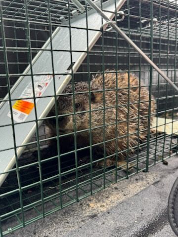 Groundhog trapped in a metal cage in the back of a vehicle.