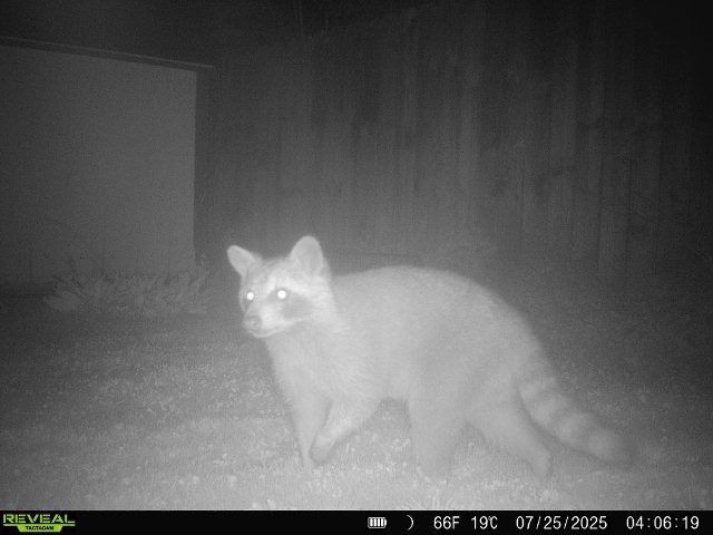 Raccoon at night. Illuminated by camera flash, standing on grass. Striped tail.