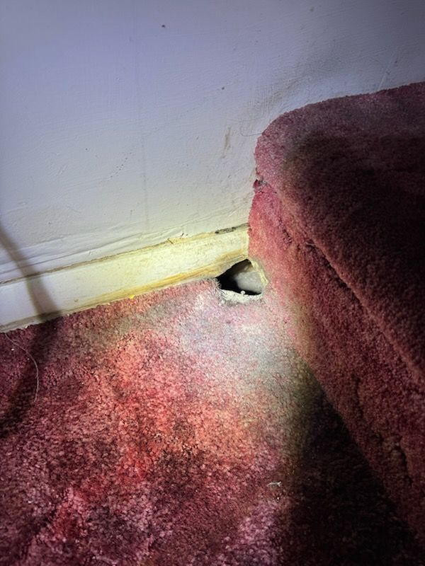Hole in the carpet near baseboard. Red carpet, white wall, and dark opening.