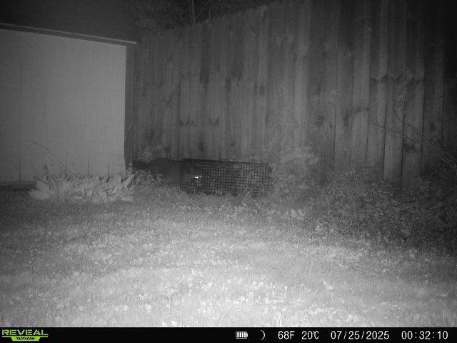 Nighttime shot of a backyard. A dark object is in the middle near a wooden fence and a shed.