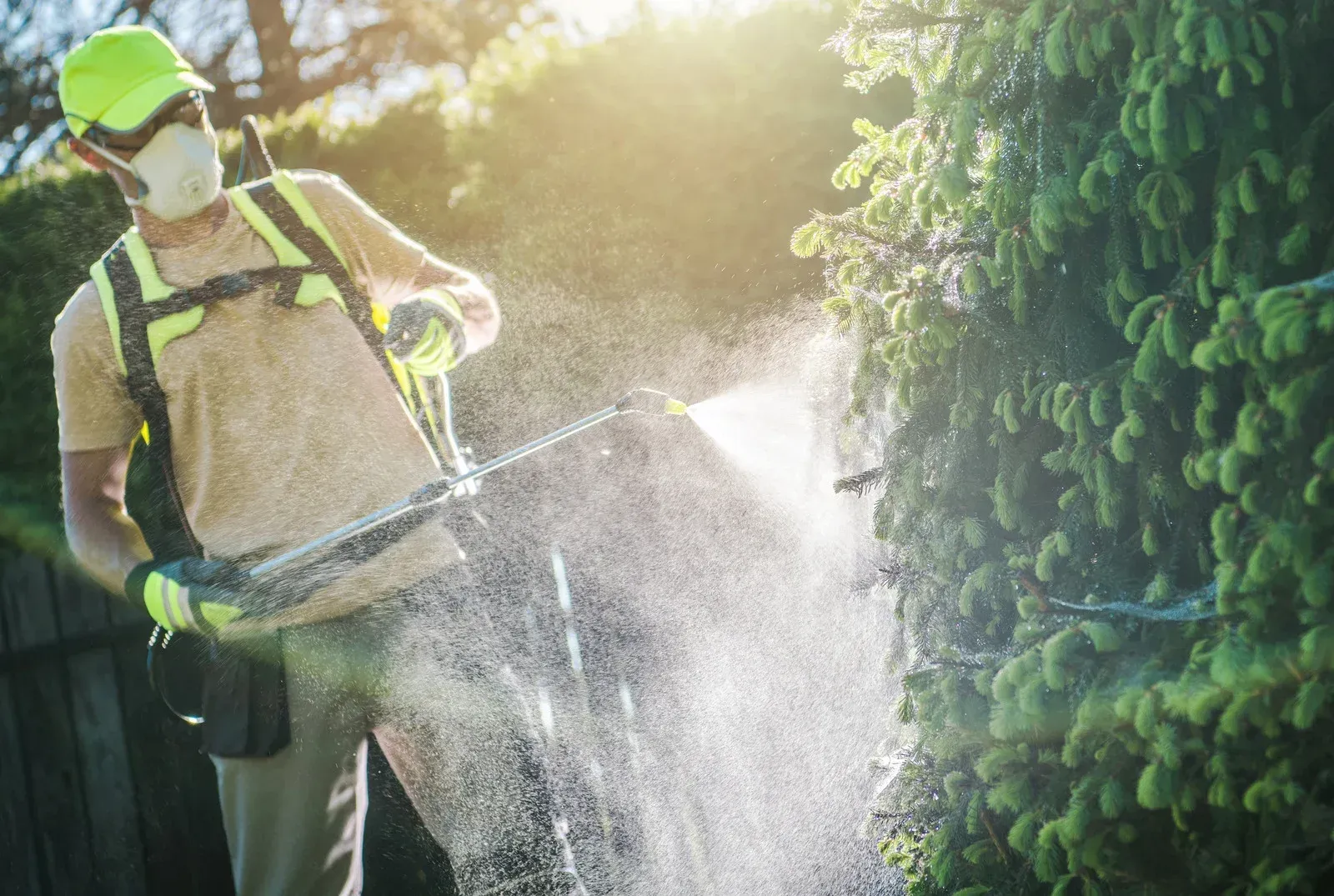 A man is spraying a hedge with a sprayer.