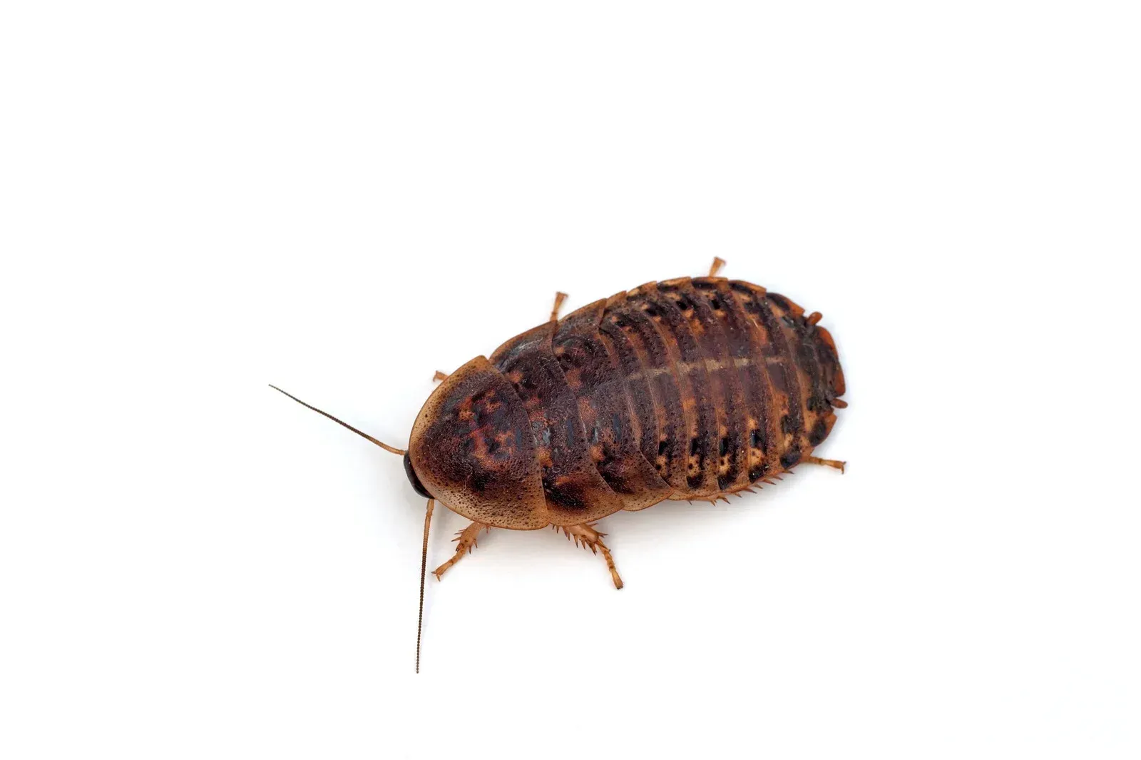A cockroach is crawling on a white surface.