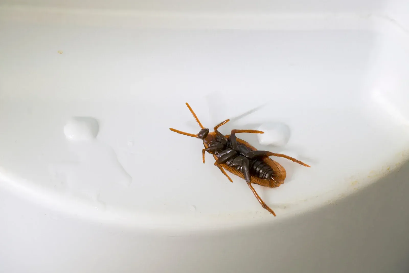 A cockroach is sitting on top of a white plate.