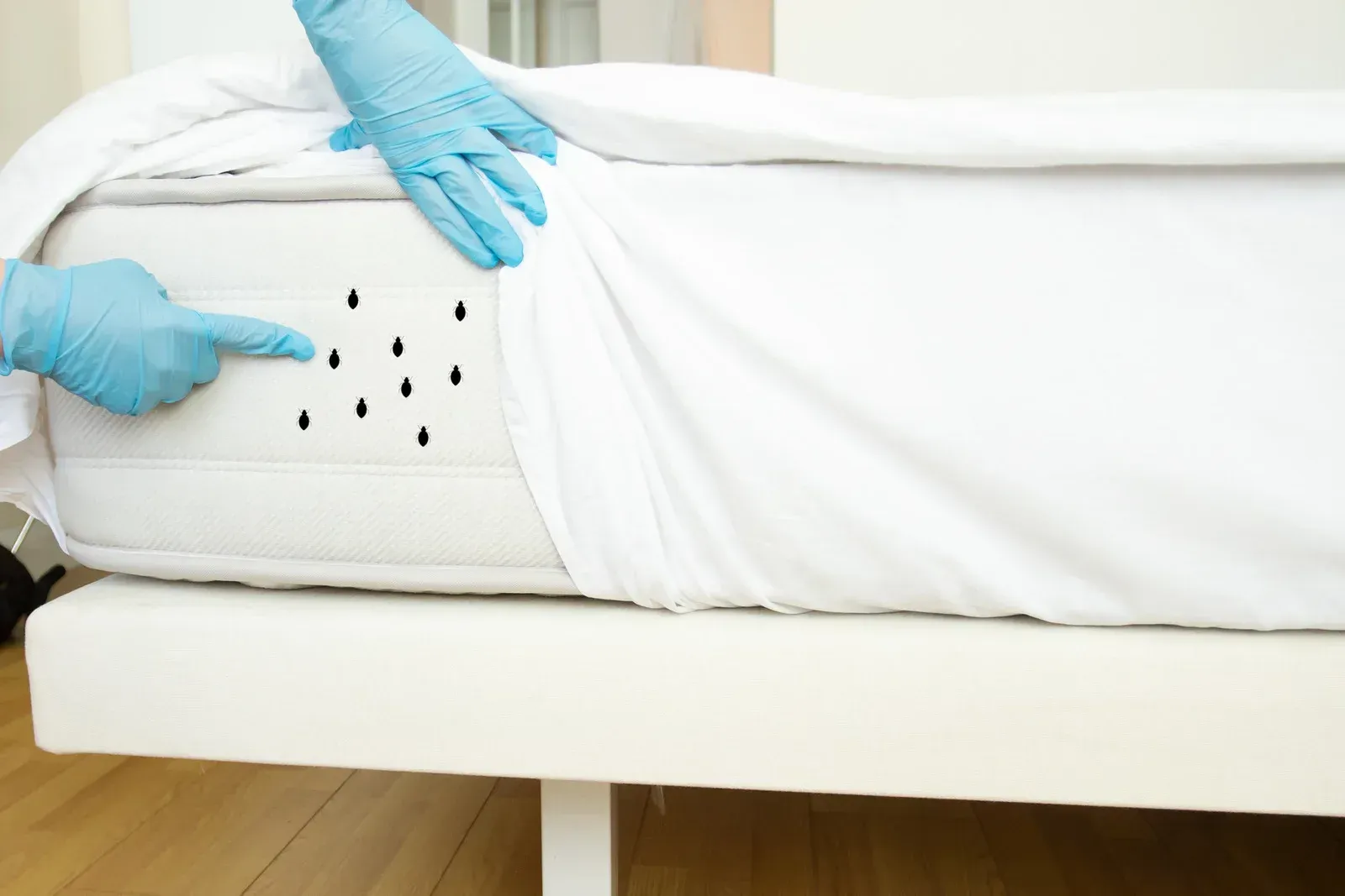 A person wearing blue gloves is pointing at bed bugs on a mattress.