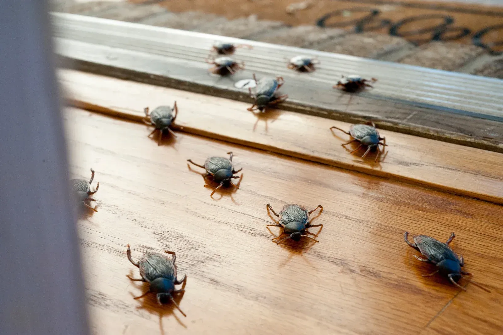 A bunch of bugs are crawling on a wooden floor.