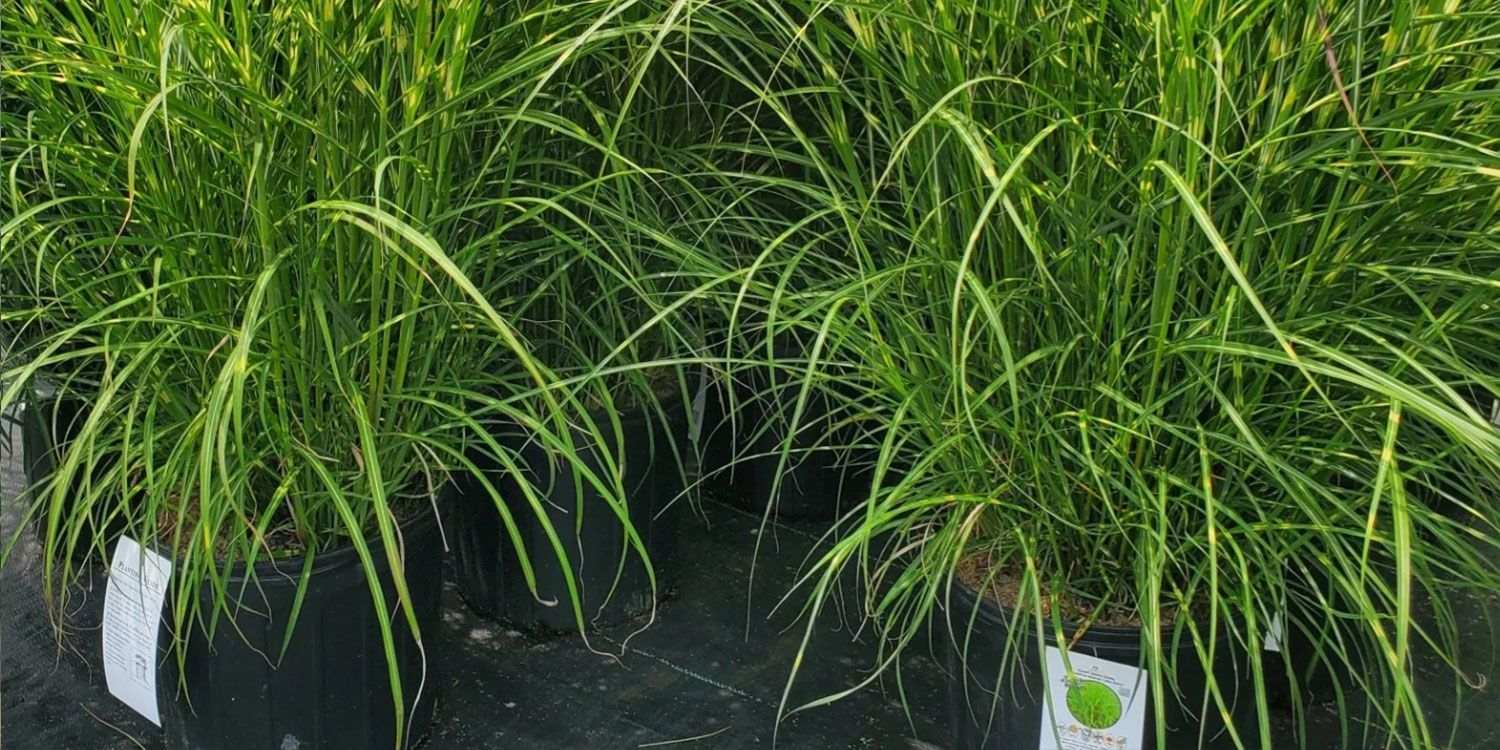 Grasses