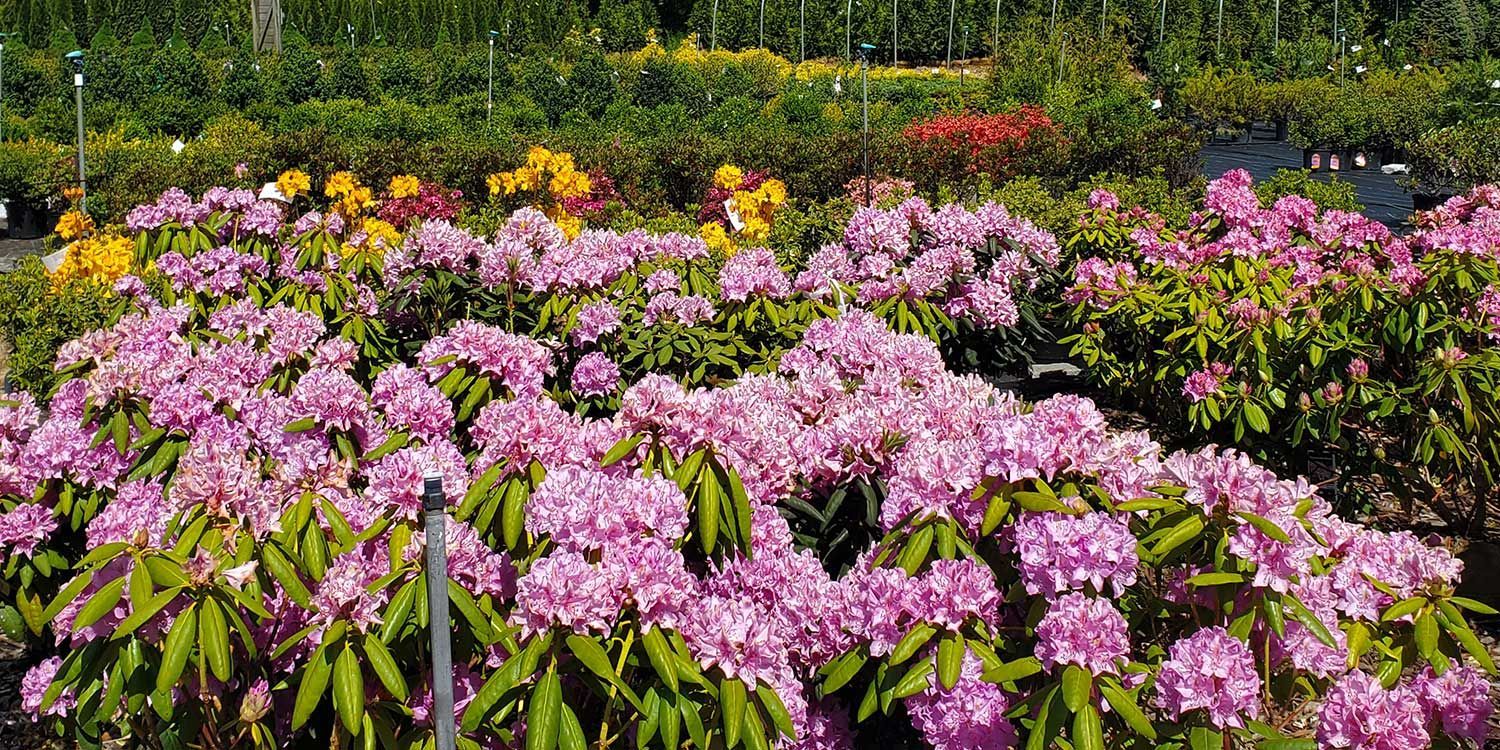 Shrub Nursery