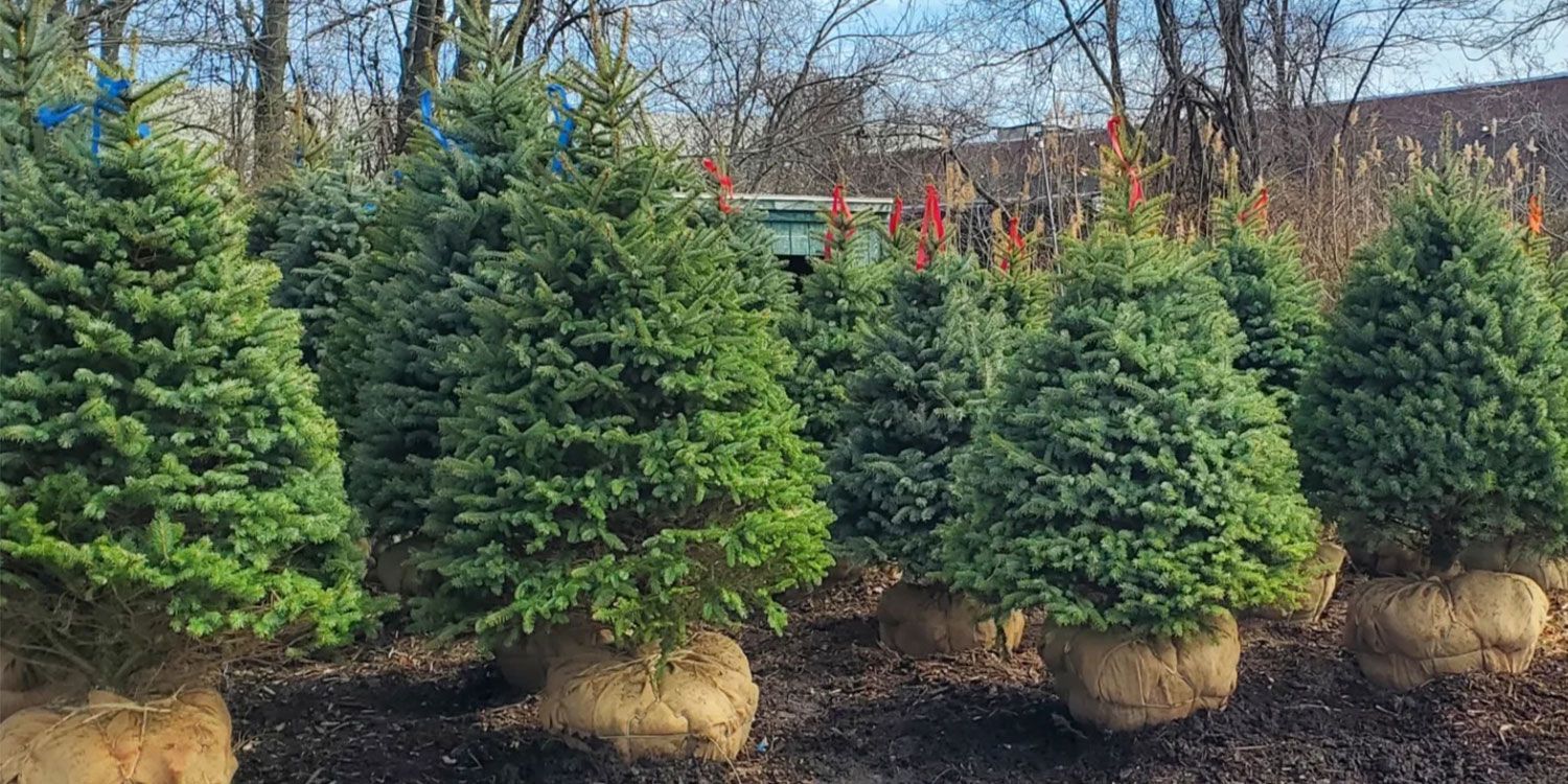 Tree Nursery