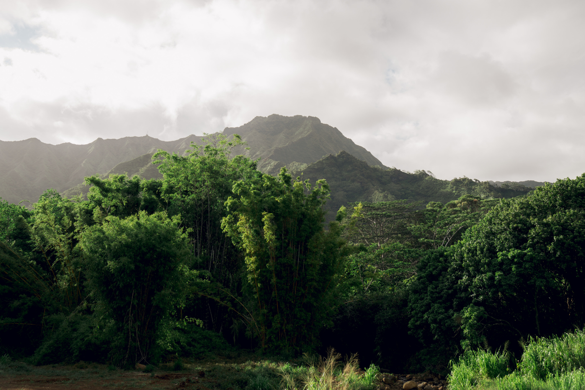 Lush green forest with a mountain under a cloudy sky.