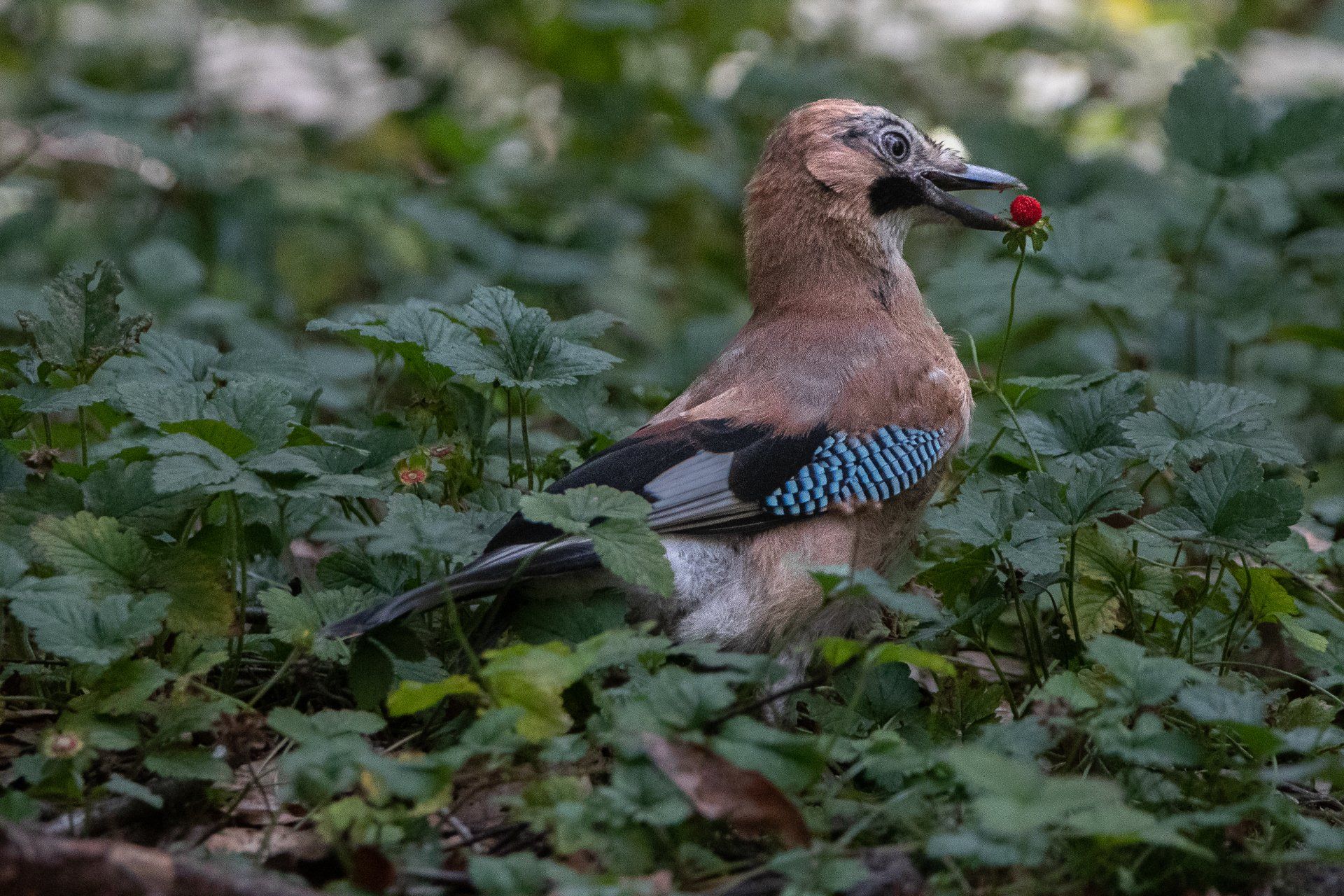 Een gaai met een bruin, zwart en turkooizen verenkleed houdt een rode bes in zijn snavel, omringd door groene bladeren.