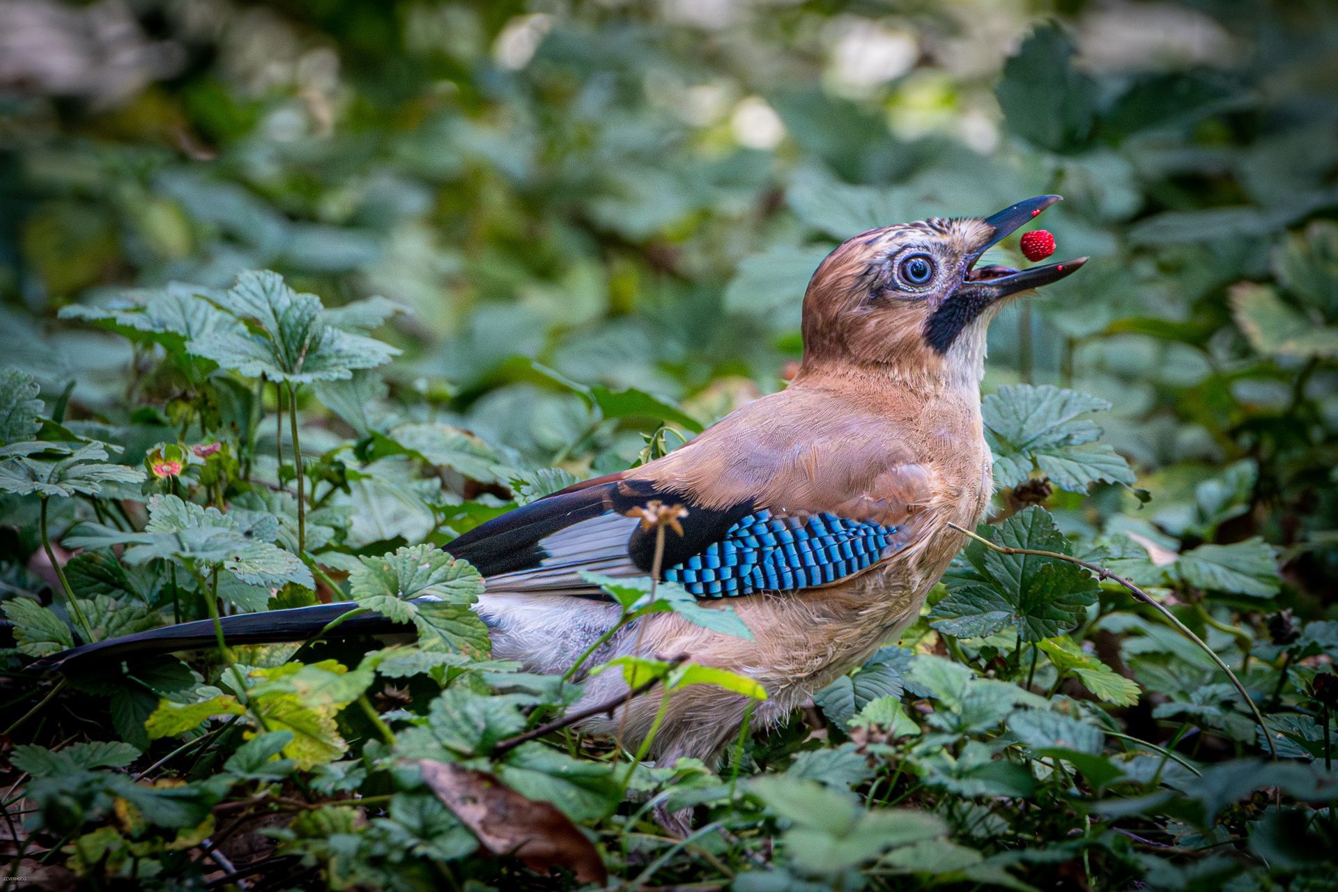 Een gaai zit in het gebladerte en eet een rode bes, waarbij de blauwe vleugelveren zichtbaar zijn.
