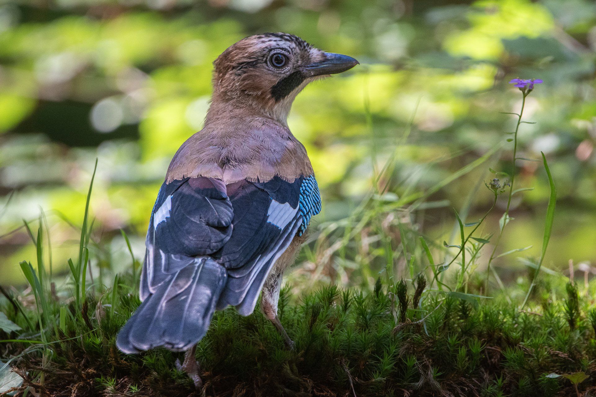 Gaai met blauwe vleugelvlekken, bruine kop en lichaam, zittend op mos nabij bladeren.