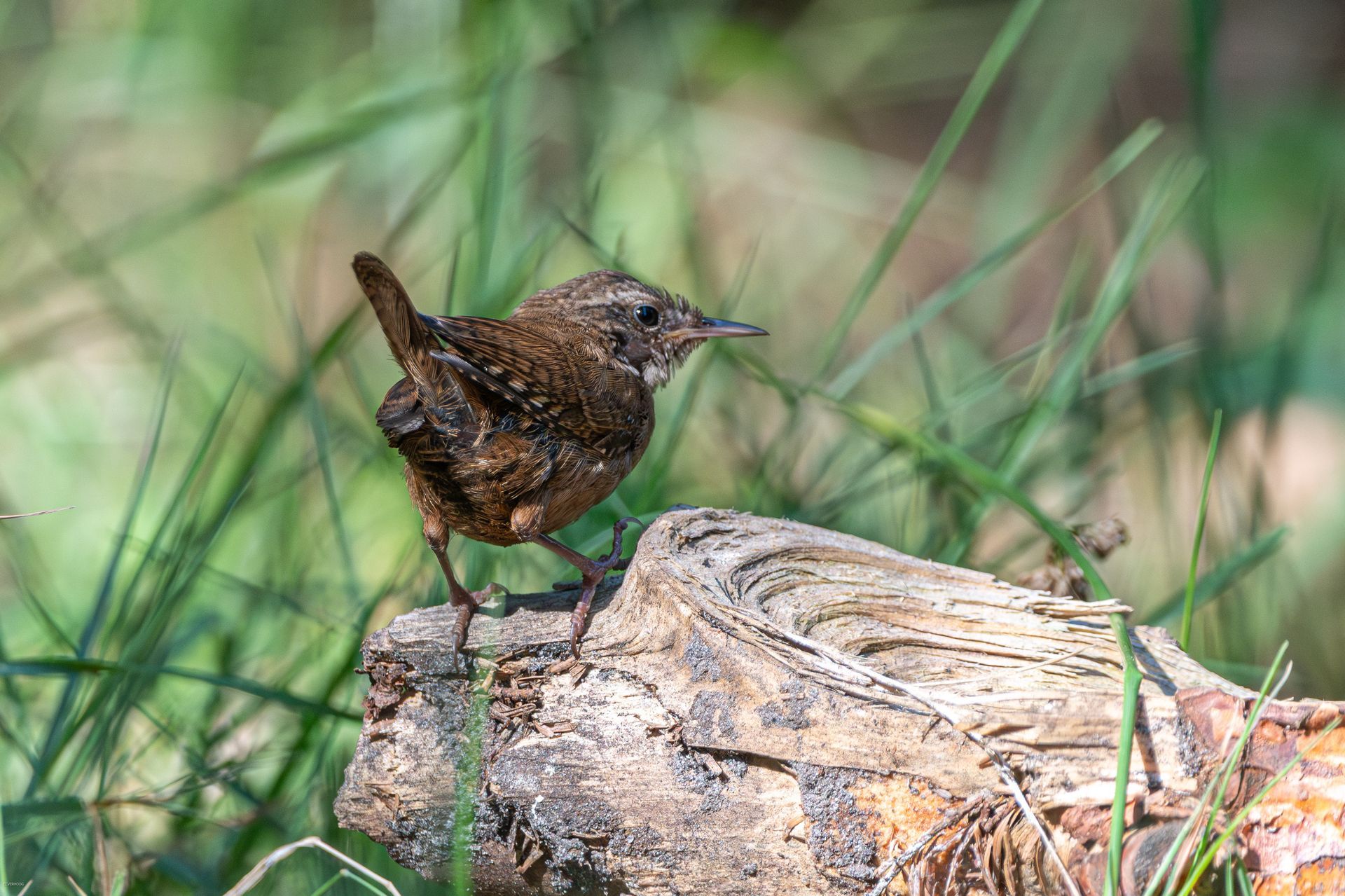 Een klein, bruin winterkoninkje zit op een verweerde boomstam, omringd door groen gras.