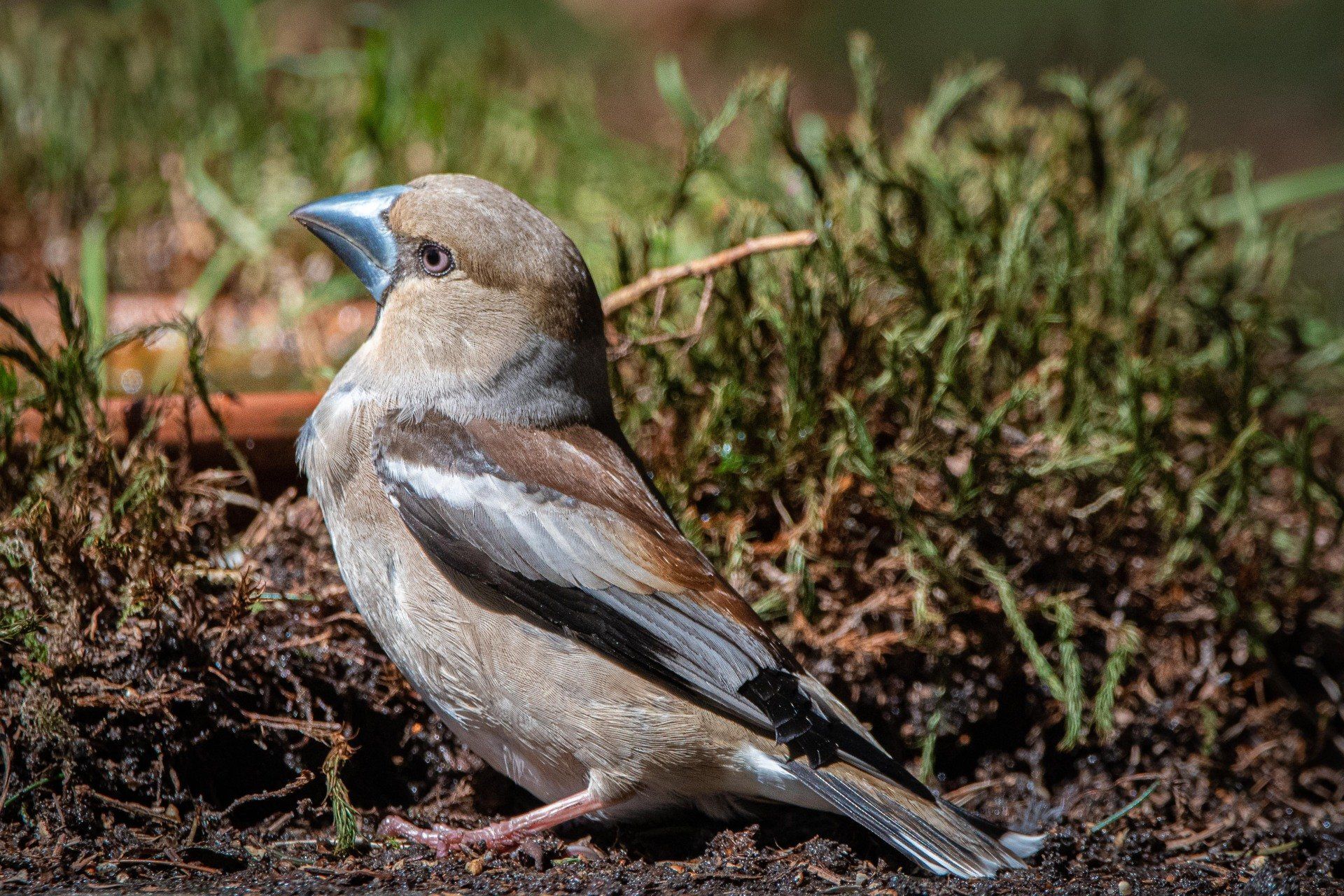Een gedrongen vogel met een grote blauwe snavel zit op donkere aarde, vlakbij groen gebladerte.