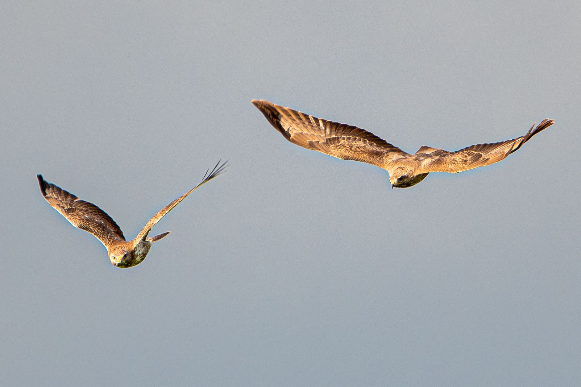 Twee roofvogels zweven in een lichtblauwe lucht, met uitgestrekte vleugels.