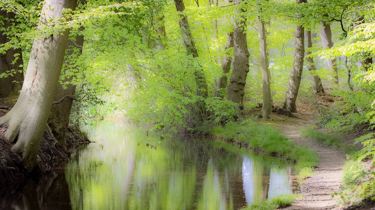 Weelderige groene bomen weerspiegelen zich in het kalme water; een wandelpad loopt langs de waterkant.