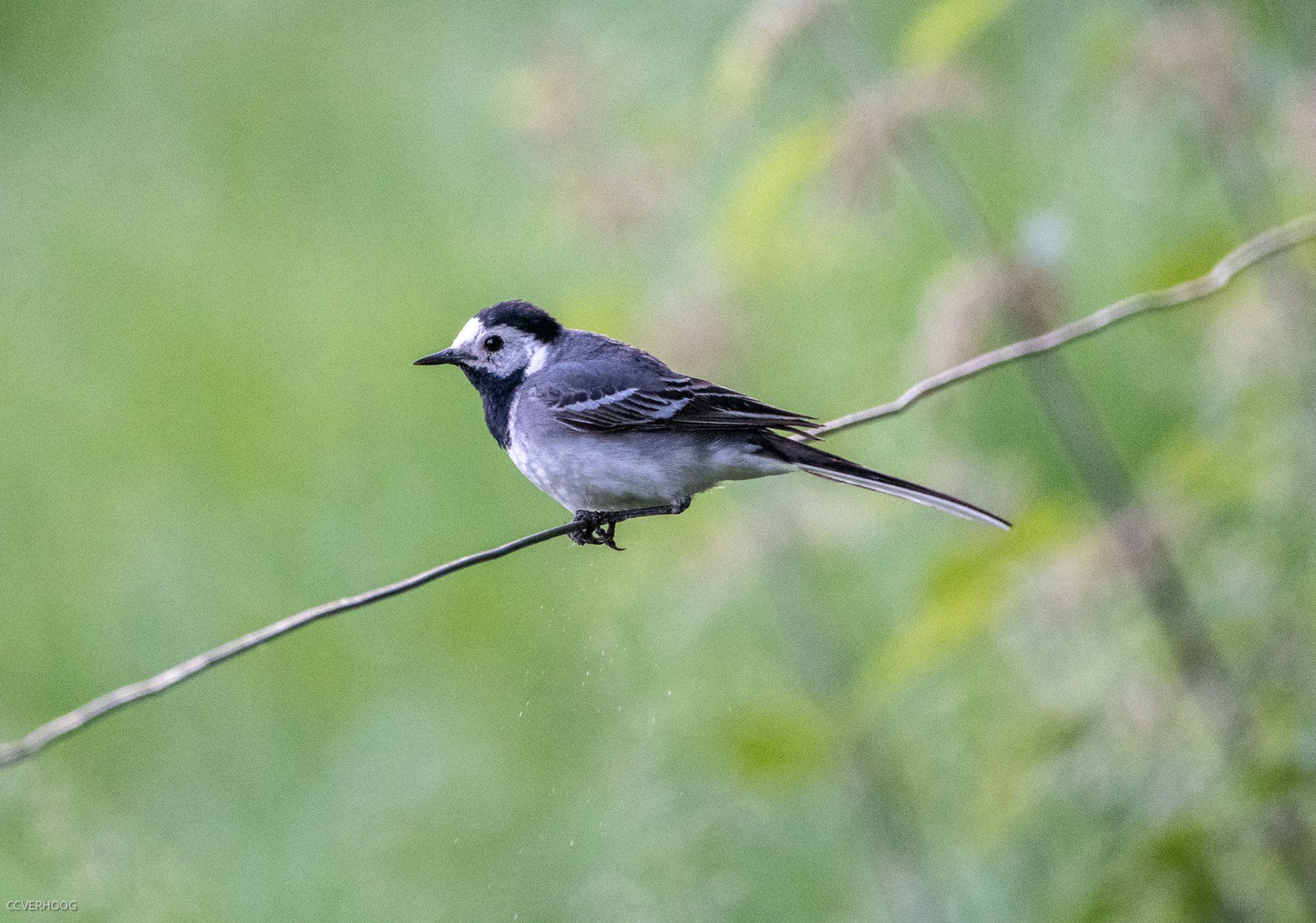 Een vogel met zwart-wit verenkleed zit op een dunne draad tegen een groene, wazige achtergrond.