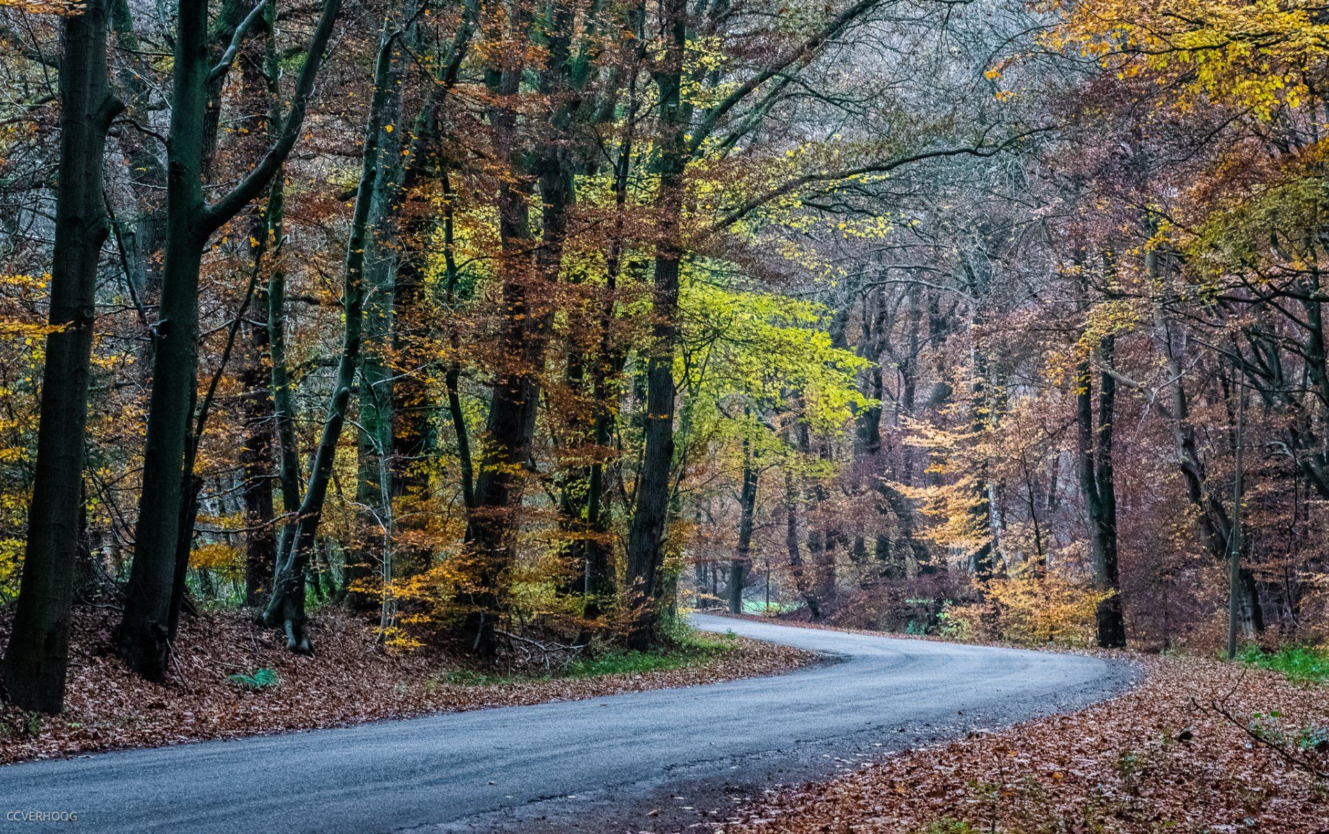 Kronkelende weg door herfstbossen, met bomen met gele, oranje en bruine bladeren.