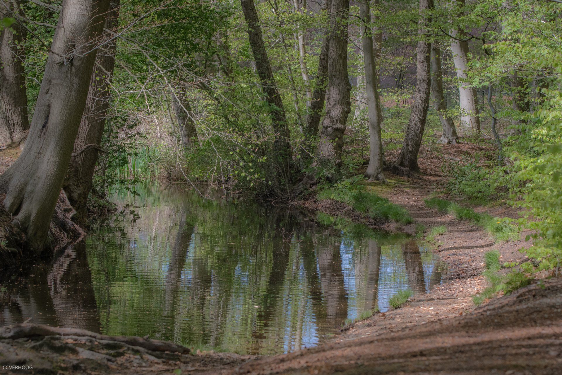 Bomen weerspiegelen zich in het stille water langs een beboste oever. Zonlicht filtert door de groene bladeren.