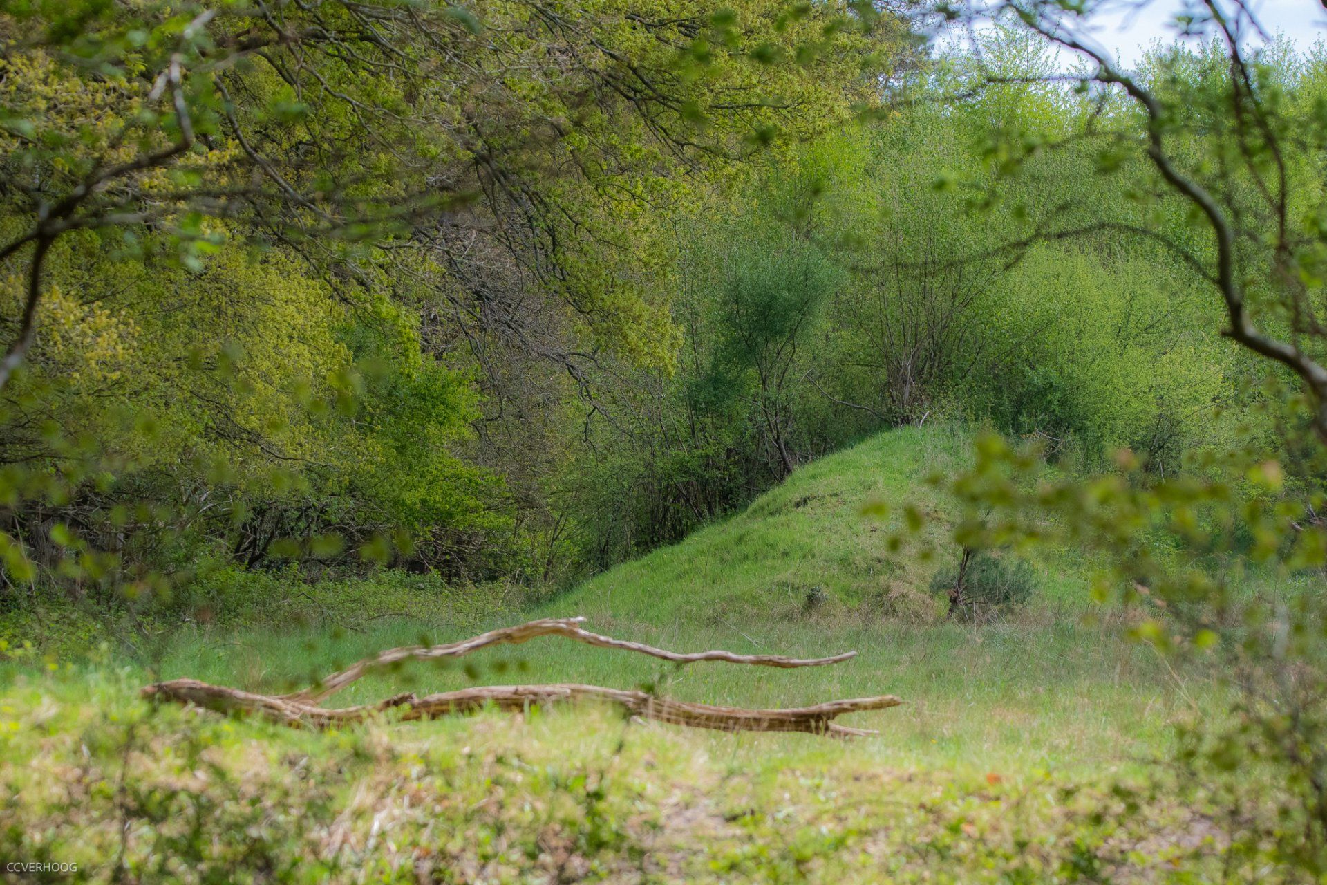 Groen landschap met bomen, gras en een grote zwerm kleine insecten, mogelijk muggen.
