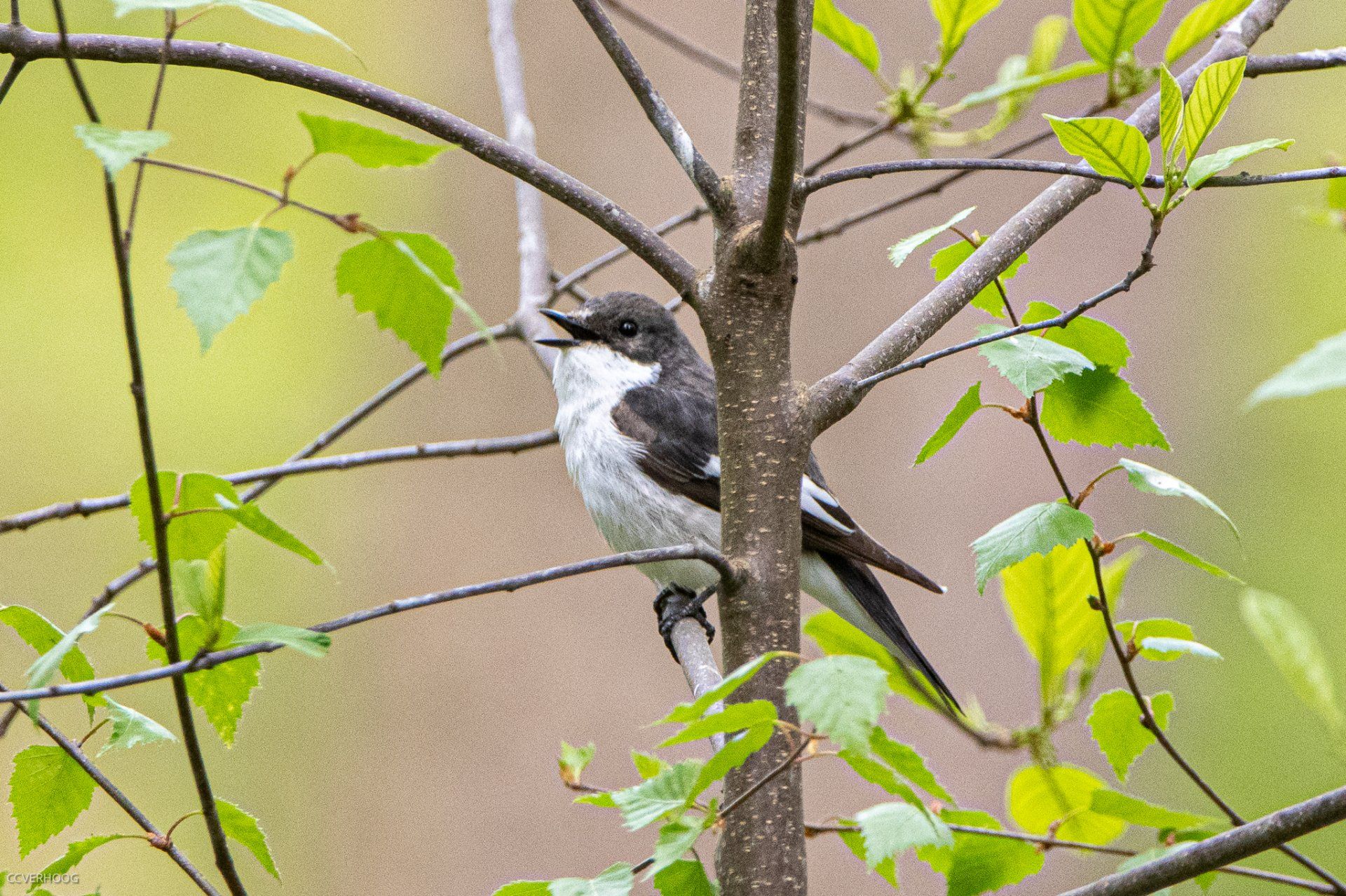 Een zwart-witte vogel zit op een boomtak, omringd door groene bladeren.