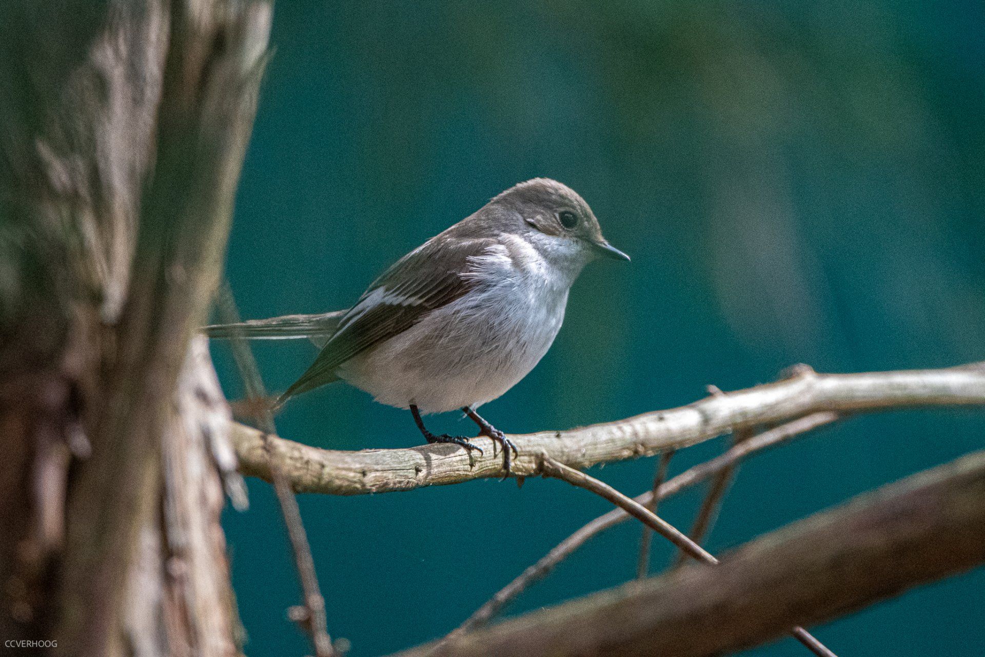 Klein vogeltje met grijs-witte veren, zittend op een tak voor een blauwe achtergrond.