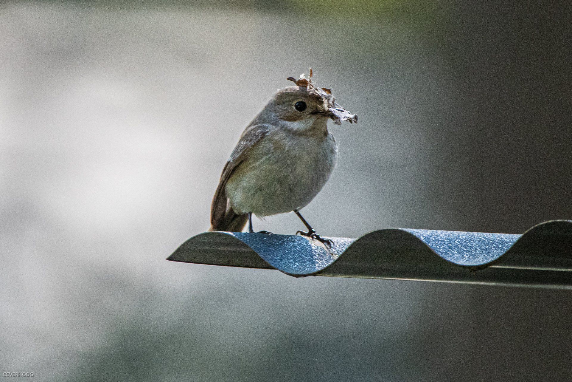 Vogel met nestmateriaal, zittend op een golfplaten dak, grijsbruin verenkleed, zonnige achtergrond.