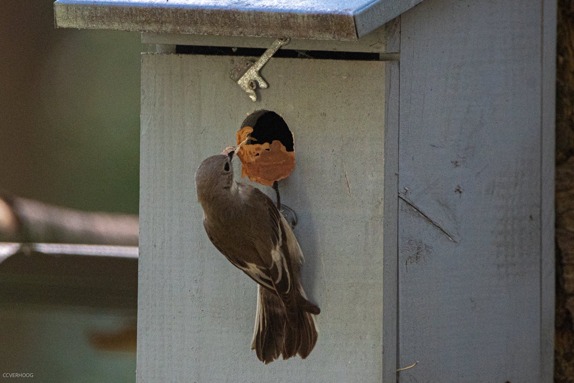 Een vogel zit op een houten vogelhuisje, met bruin-grijze veren en een oranje borst.