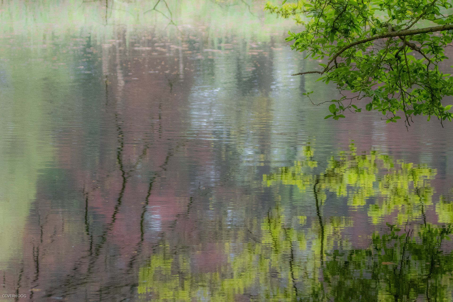 Weerspiegeling van bomen met rood en groen gebladerte in kalm water. Groene tak aan de rechterkant.