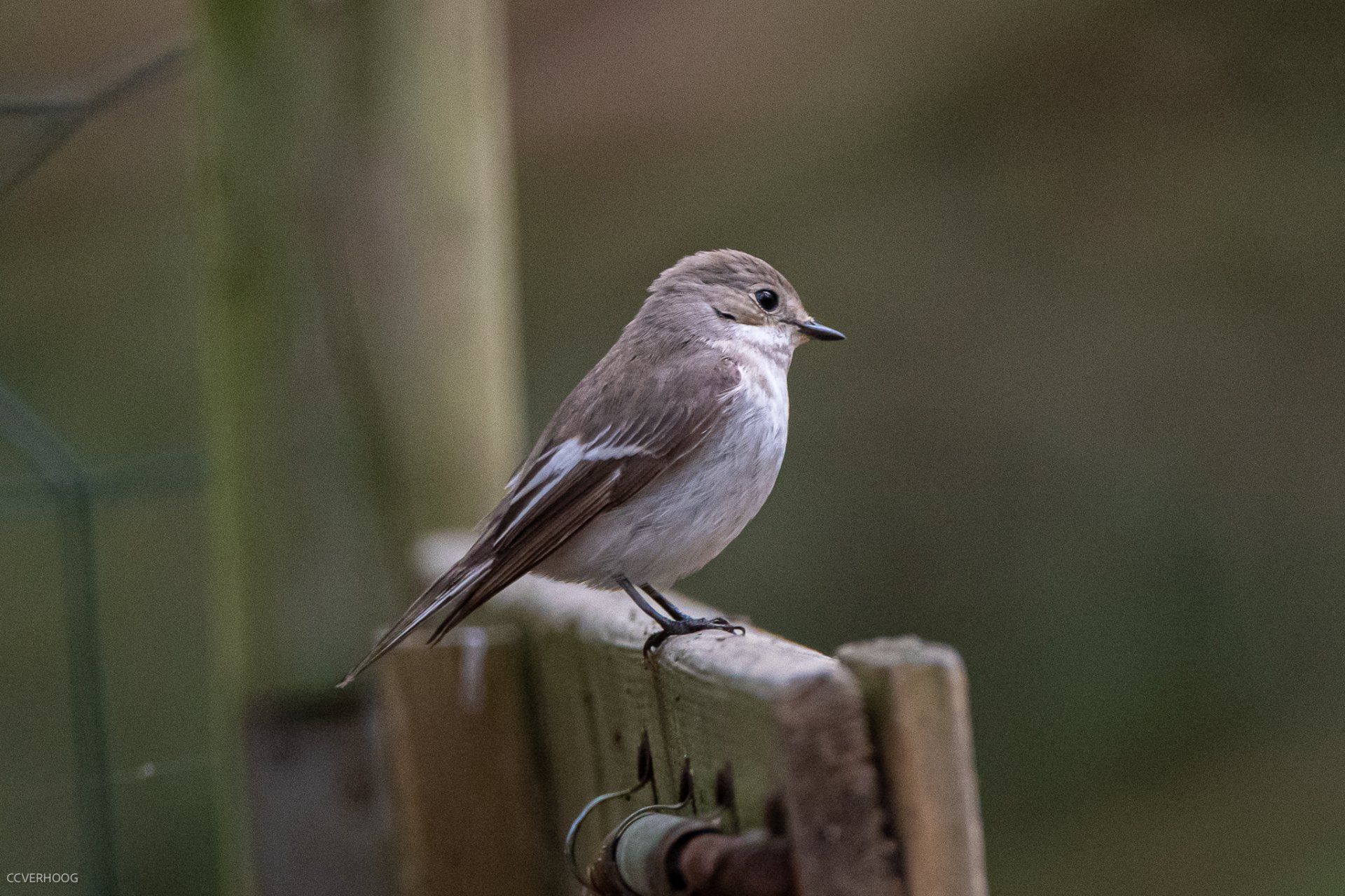 Een klein, grijs-wit vogeltje zat op een houten hek.