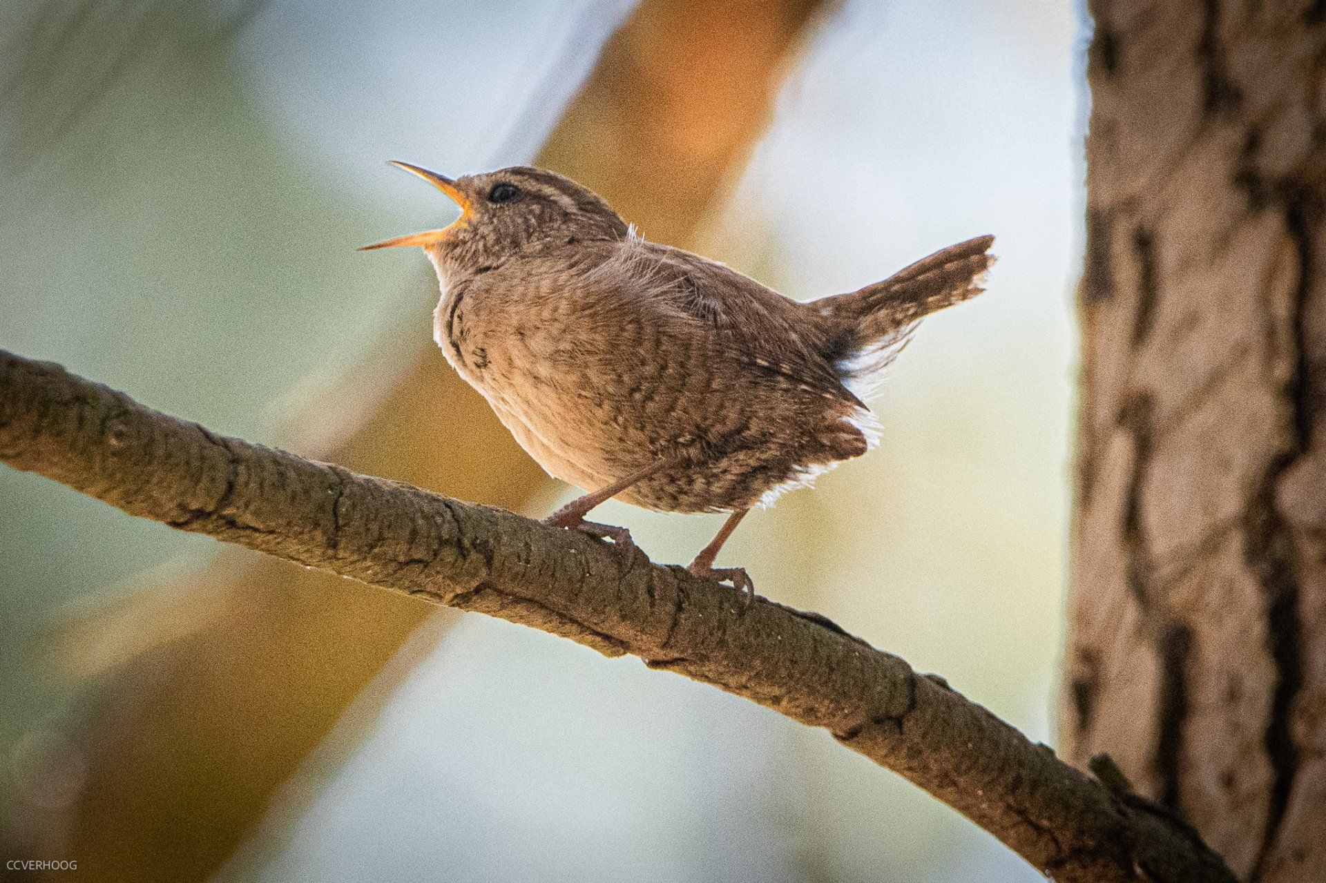 Een klein bruin vogeltje zit op een boomtak en zingt met open snavel.