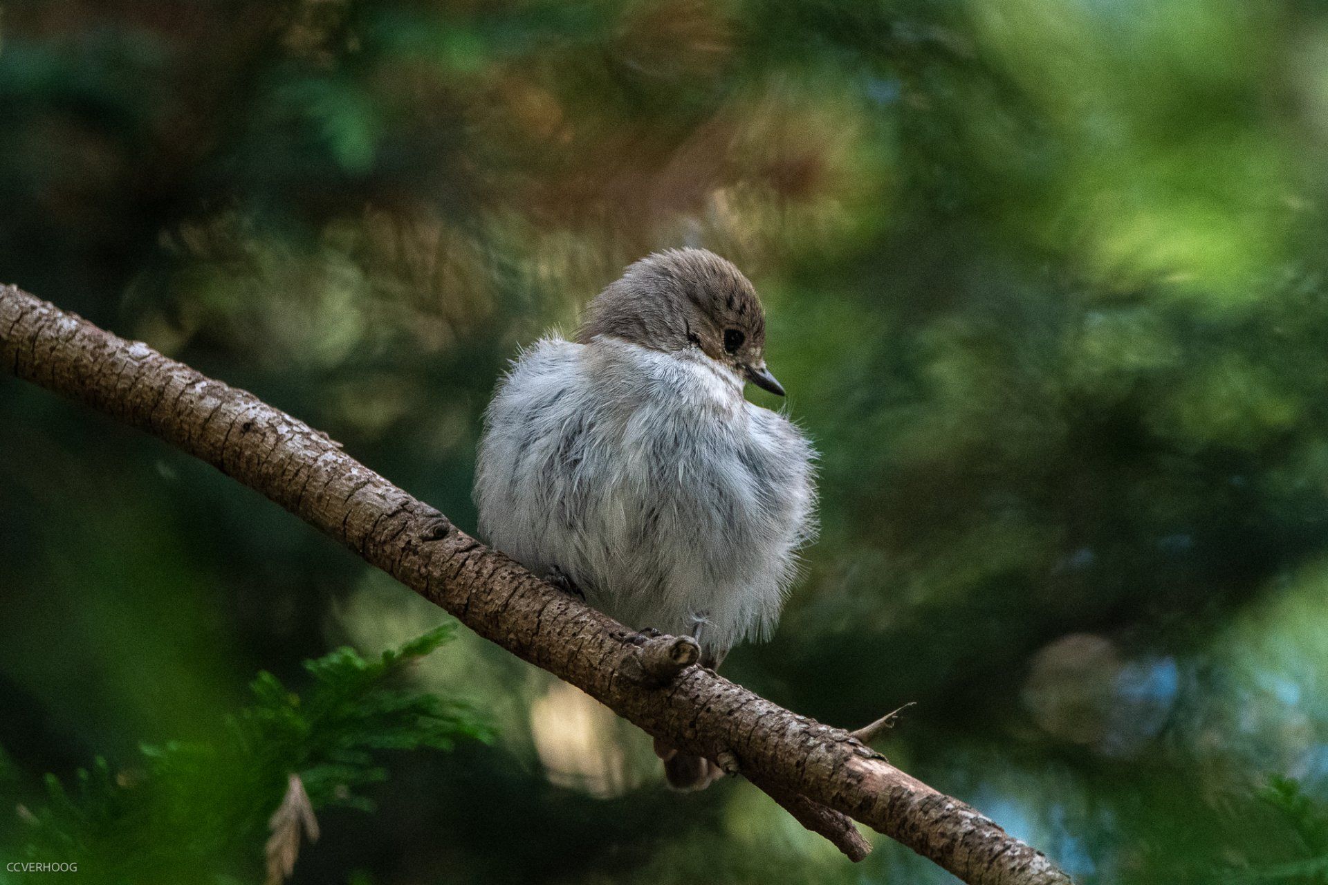Een klein, pluizig vogeltje zit op een tak, met een wazige groene achtergrond.