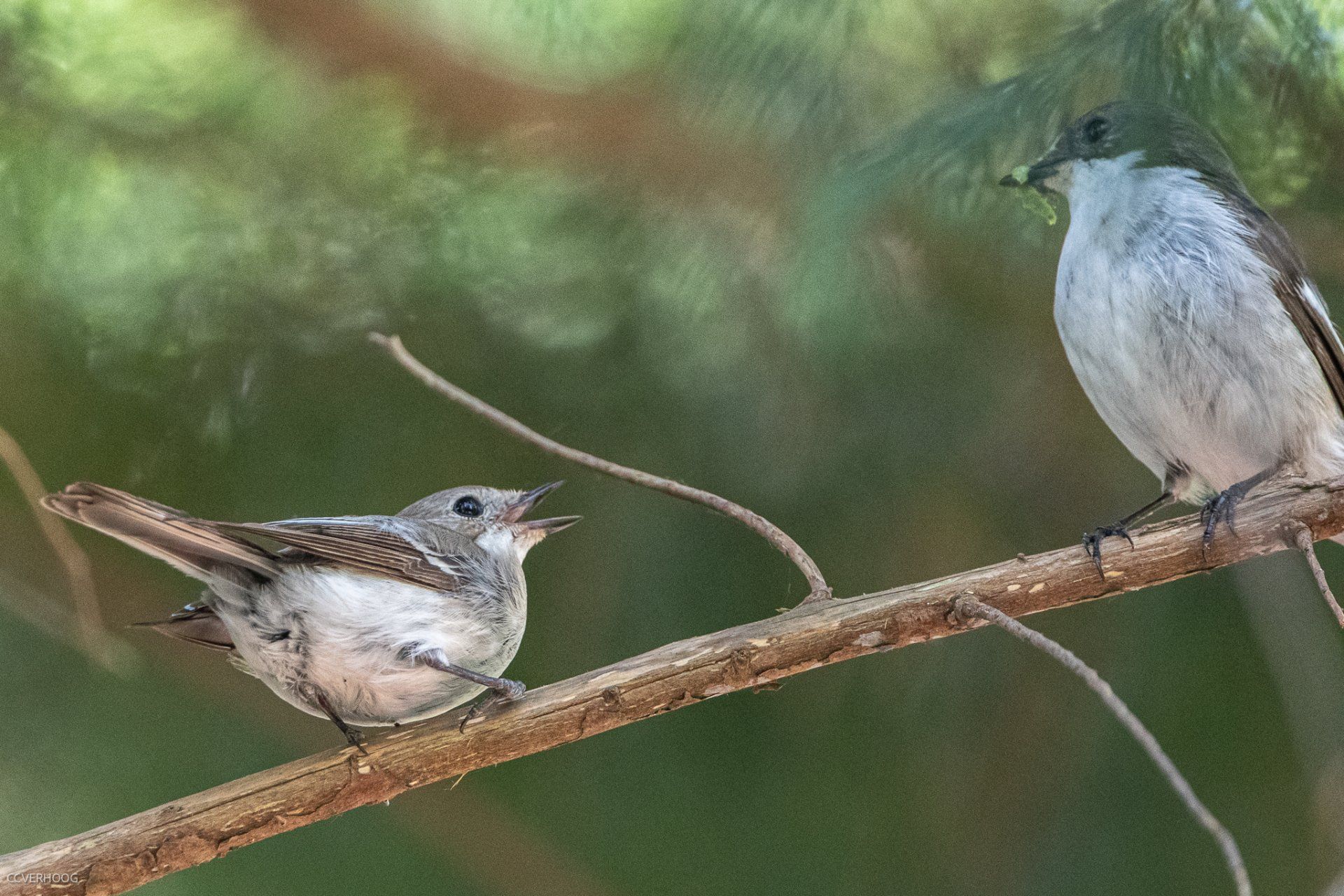 Twee kleine grijze vogels zaten op een tak, waarvan er één zijn snavel open had.