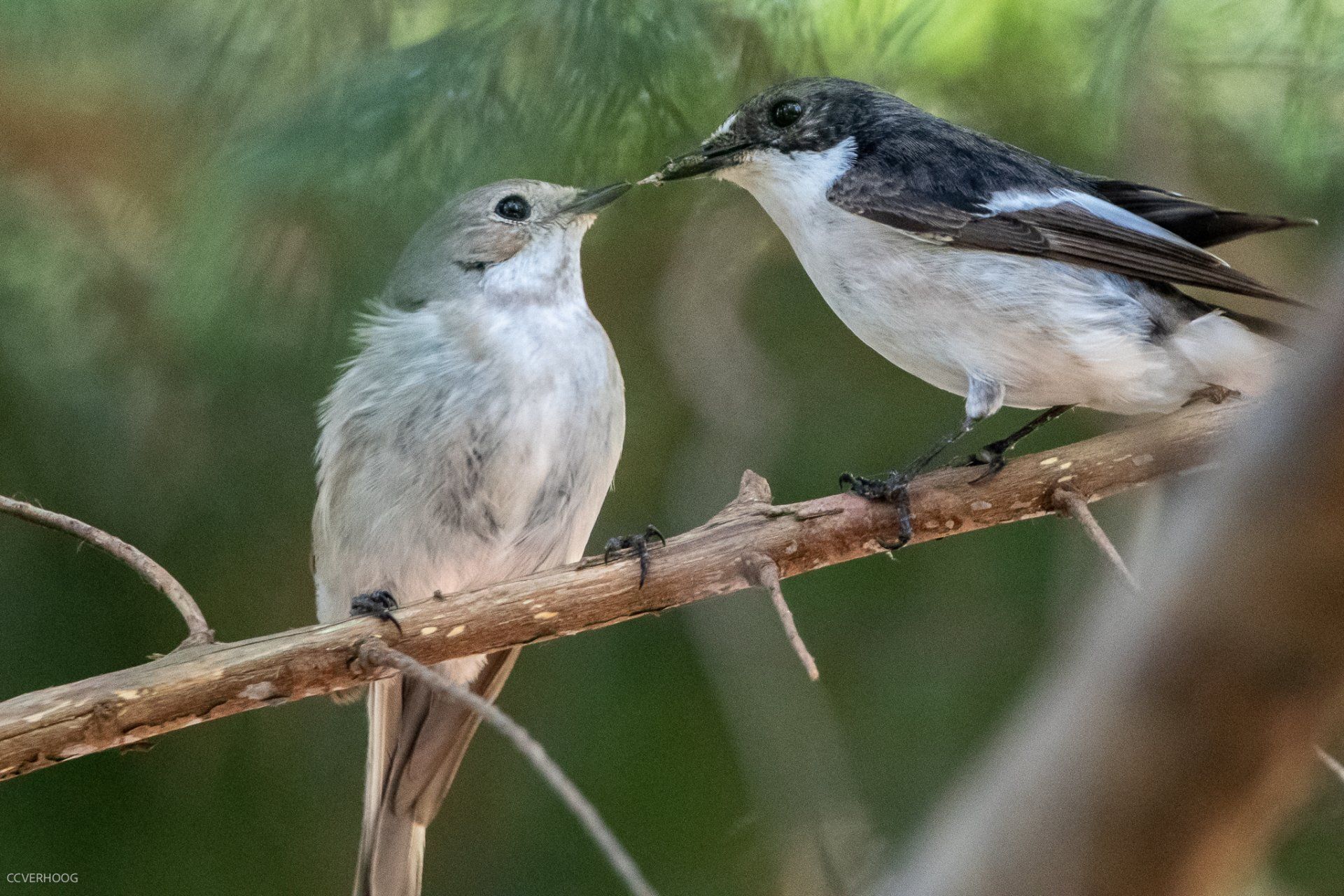 Twee vogels, een lichtgrijs en een zwart-wit, zaten op een tak en raakten elkaars snavels aan.
