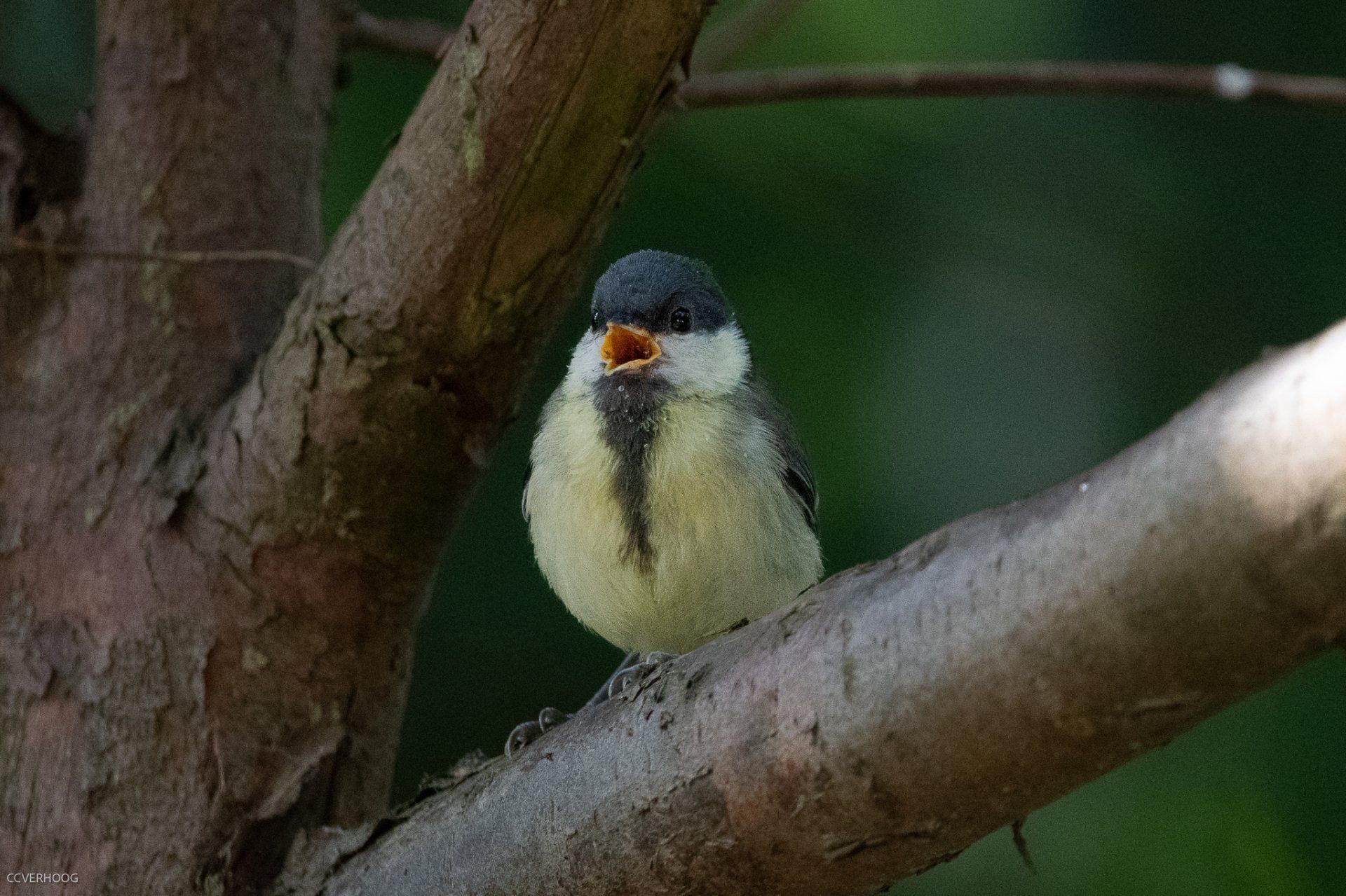 Een klein geel vogeltje met een zwarte kop en open snavel zit op een boomtak.