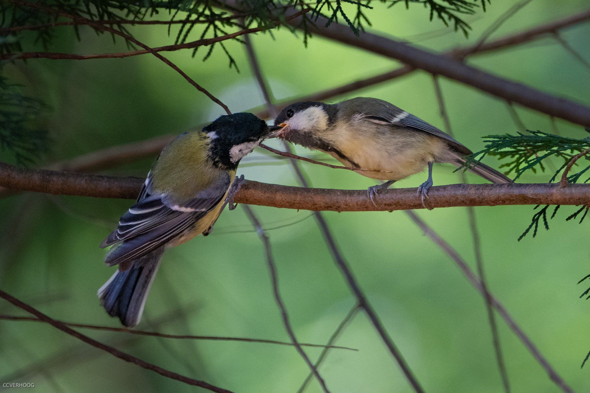 Volwassen vogel voedt een jong op een boomtak, groene en bruine tinten.