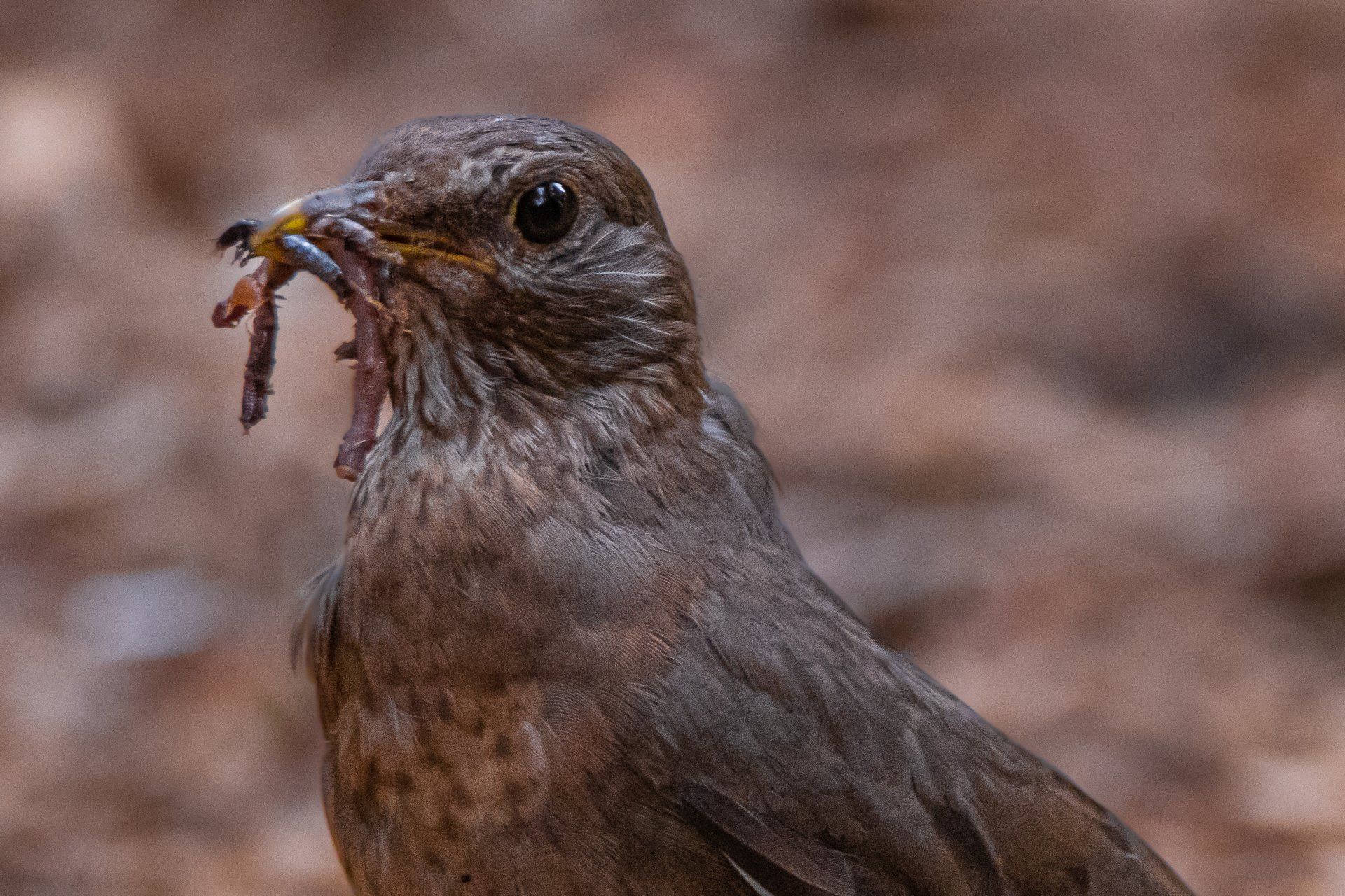 Een bruine vogel met wormen in zijn snavel, tegen een wazige bruine achtergrond.