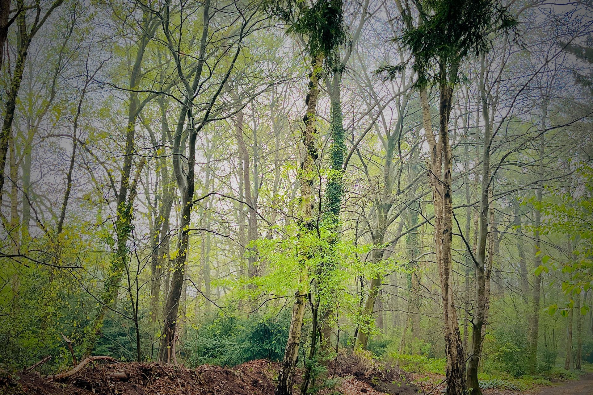 Een boslandschap met hoge, kale bomen en ontluikend groen gebladerte.