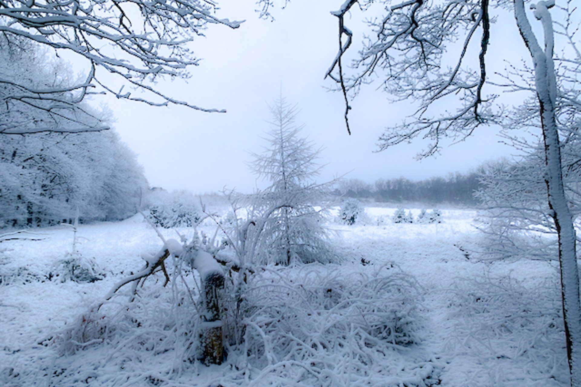 Een met sneeuw bedekt veld en bomen onder een bewolkte hemel. Een winterlandschap.