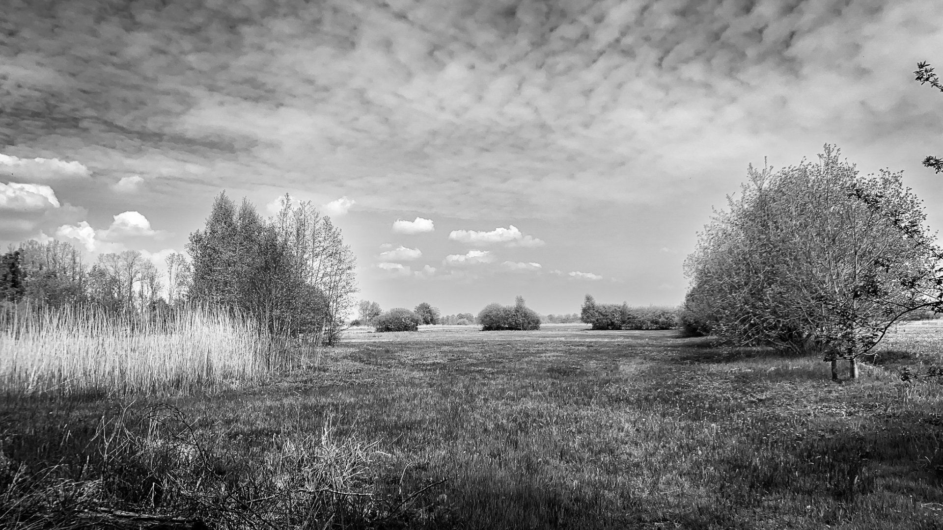 Grasveld met verspreide bomen onder een bewolkte hemel.