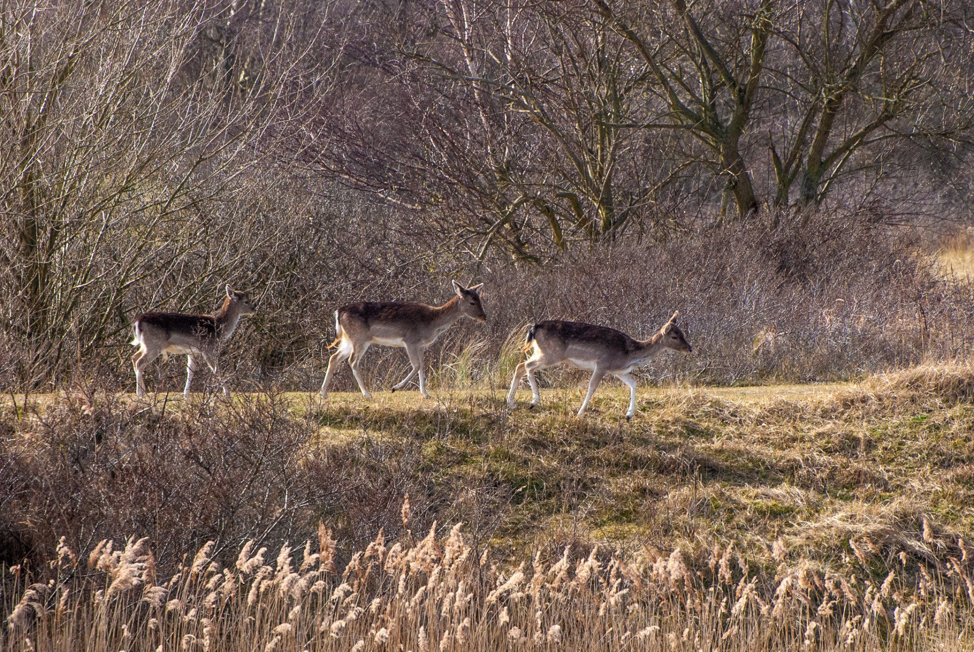 Drie herten lopen over een grasheuvel, met struiken en bomen op de achtergrond.