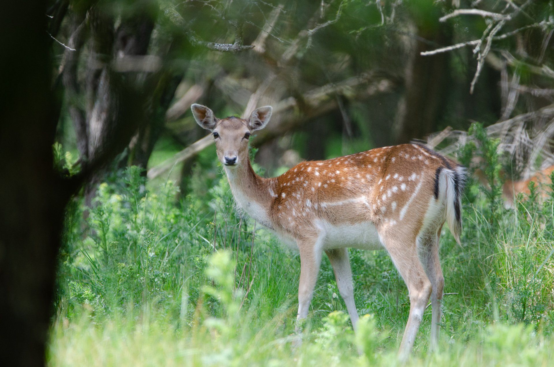 Een hert met witte vlekken in een groen veld kijkt naar de camera, met bomen op de achtergrond.